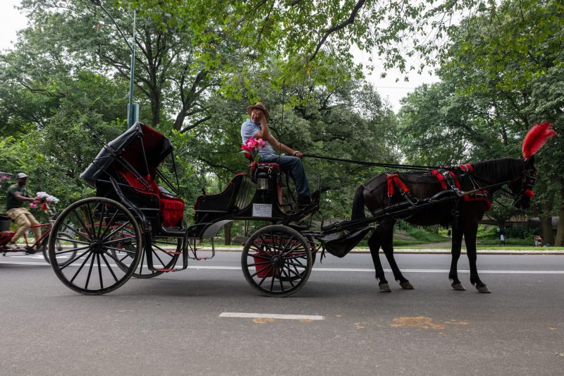 Carriage rides in Central Park halted after teen passenger's death