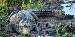 Child ends up in crocodile enclosure while suspect roams free again