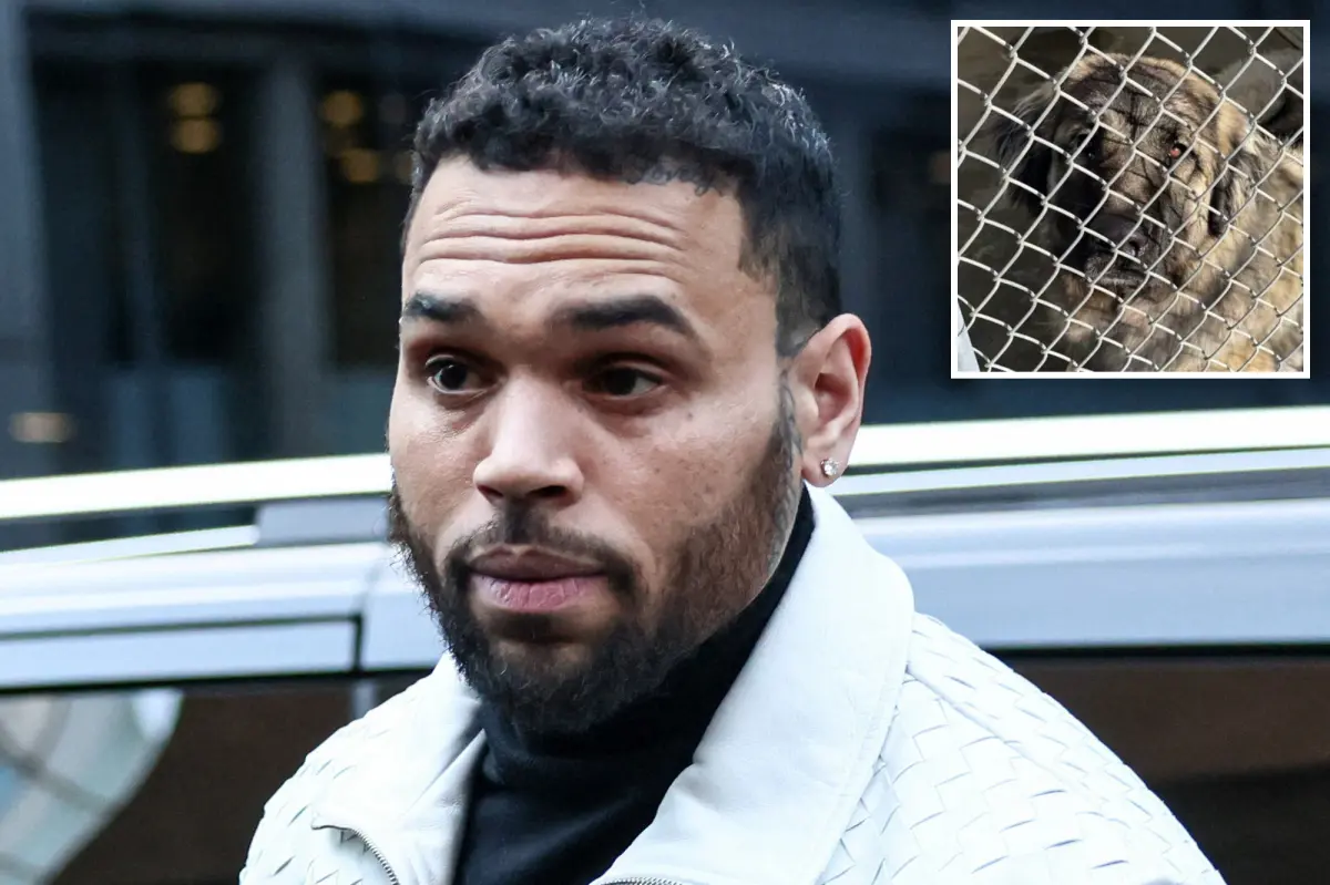 Chris Brown's $90M dog attack case results in mistrial due to juror misconduct