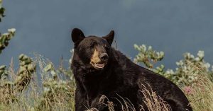 Couple Hurt While Defending Themselves Against Black Bear in Northern California