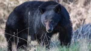 Couple in Mammoth Lakes defends themselves against an attacking black bear using a hatchet