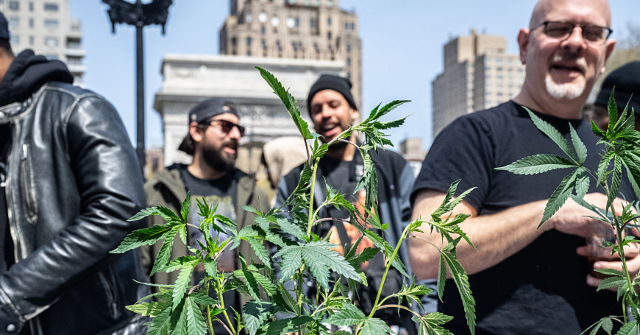 Court Decides Against Prohibiting Gun Ownership for Marijuana Users