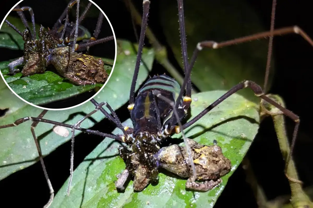 Daddy longlegs spiders seen consuming tiny frogs