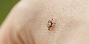Dangerous tick-borne illness is increasing in the US