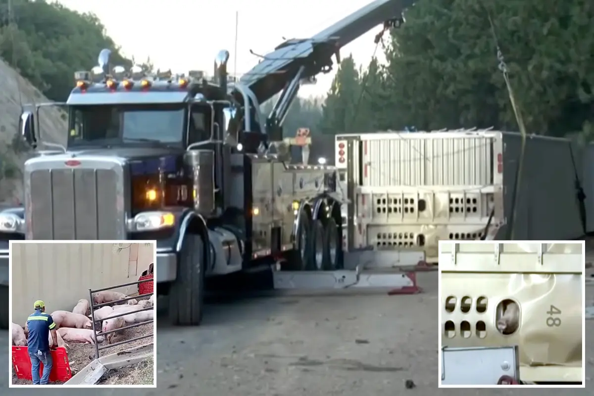 Dazed pigs make a run for it after a large truck overturns on the highway