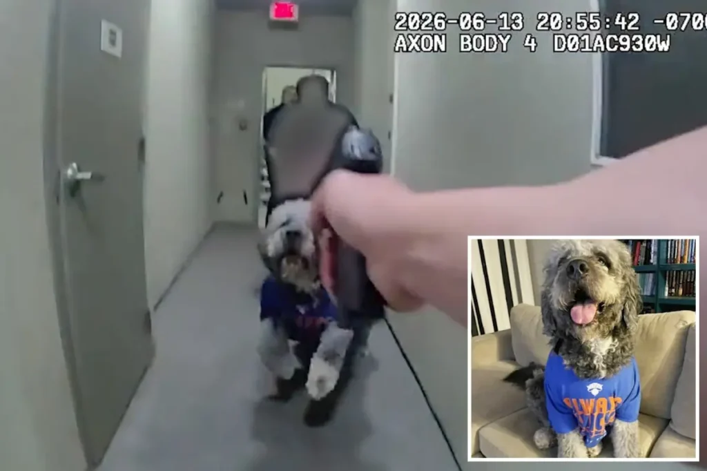 Disturbing bodycam footage shows the moment a cherished dog is shot four times by a police officer.