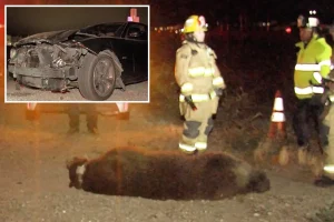 Disturbing sight as bear killed in collision with vehicle in Southern California