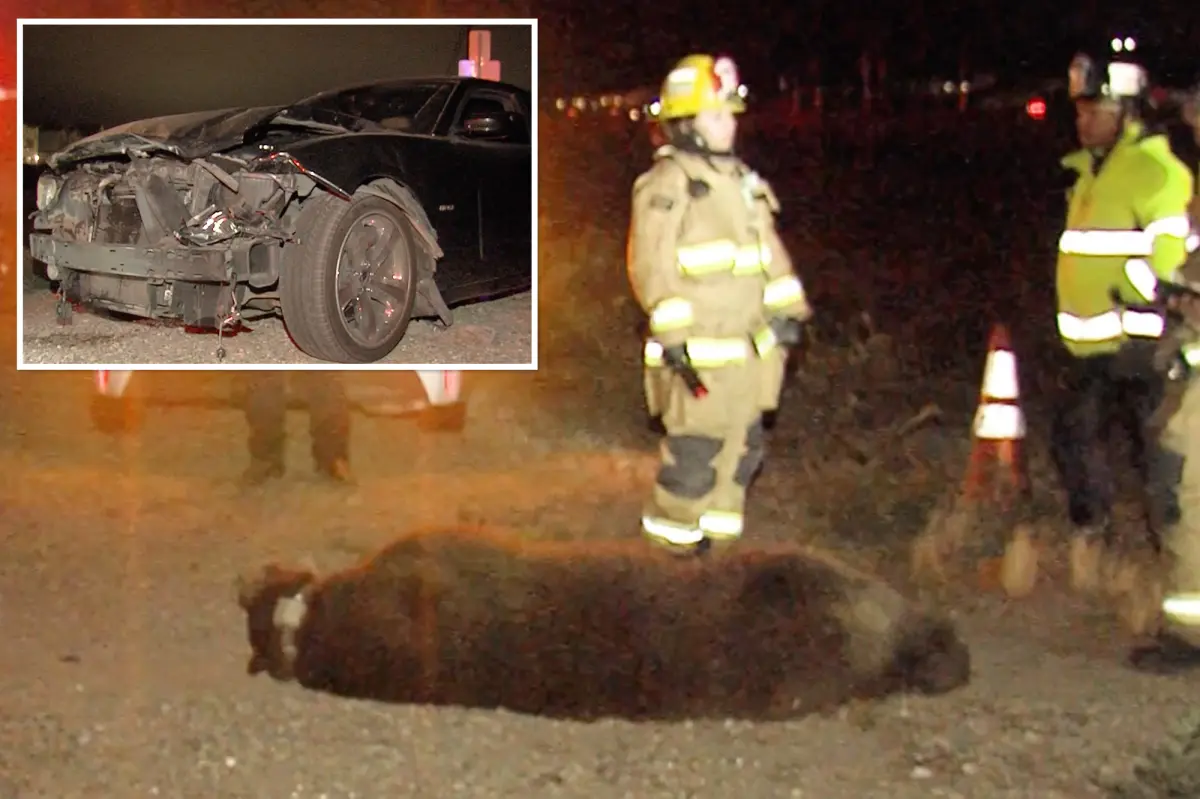 Disturbing sight as bear killed in collision with vehicle in Southern California