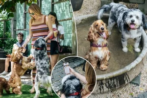 Dog Date Afternoon app helps find new furry companions and encourages owners to step out of their comfort zones: 'I enjoyed it as well'