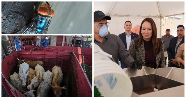 Emergency Announced After Second Screwworm Case Discovered in Texas, Canada Prohibits Texas Cattle