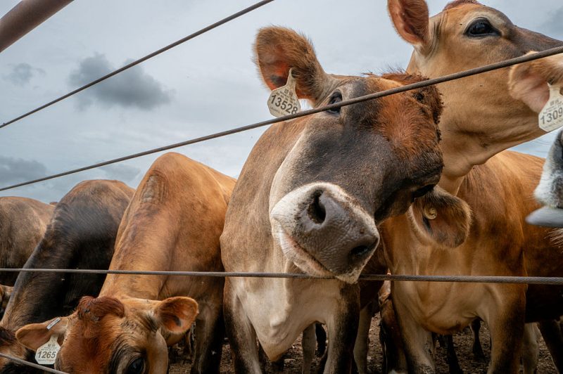 Emergency response initiated as screwworm outbreaks rise in livestock