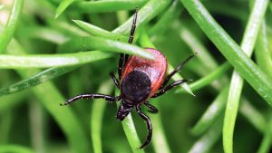 Experts alert on spreading tick-related virus affecting more Americans