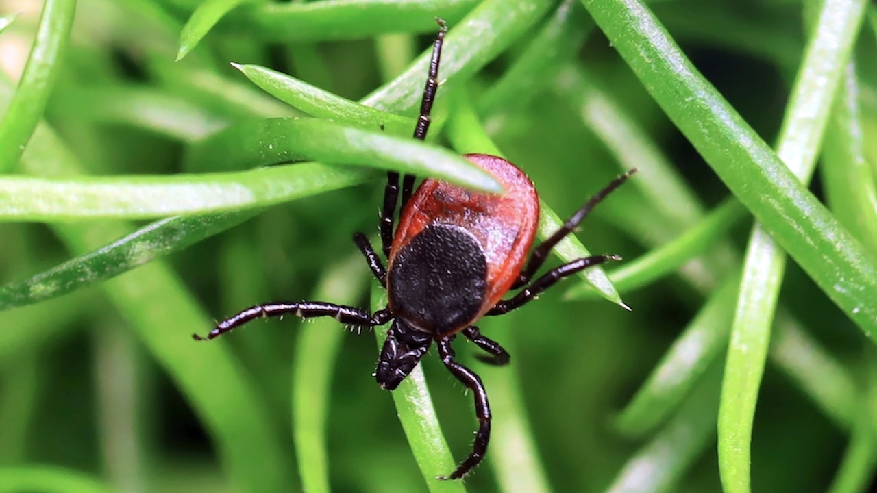 Experts alert on spreading tick-related virus affecting more Americans