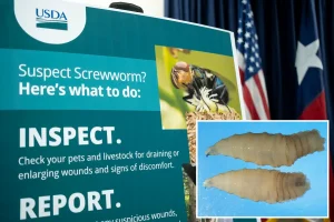 FDA allows emergency use of medication for treating a life-threatening, flesh-eating parasite in dogs and cats