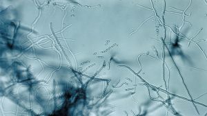 Findings on antibiotic "megacluster" offer a new approach to combat superbugs