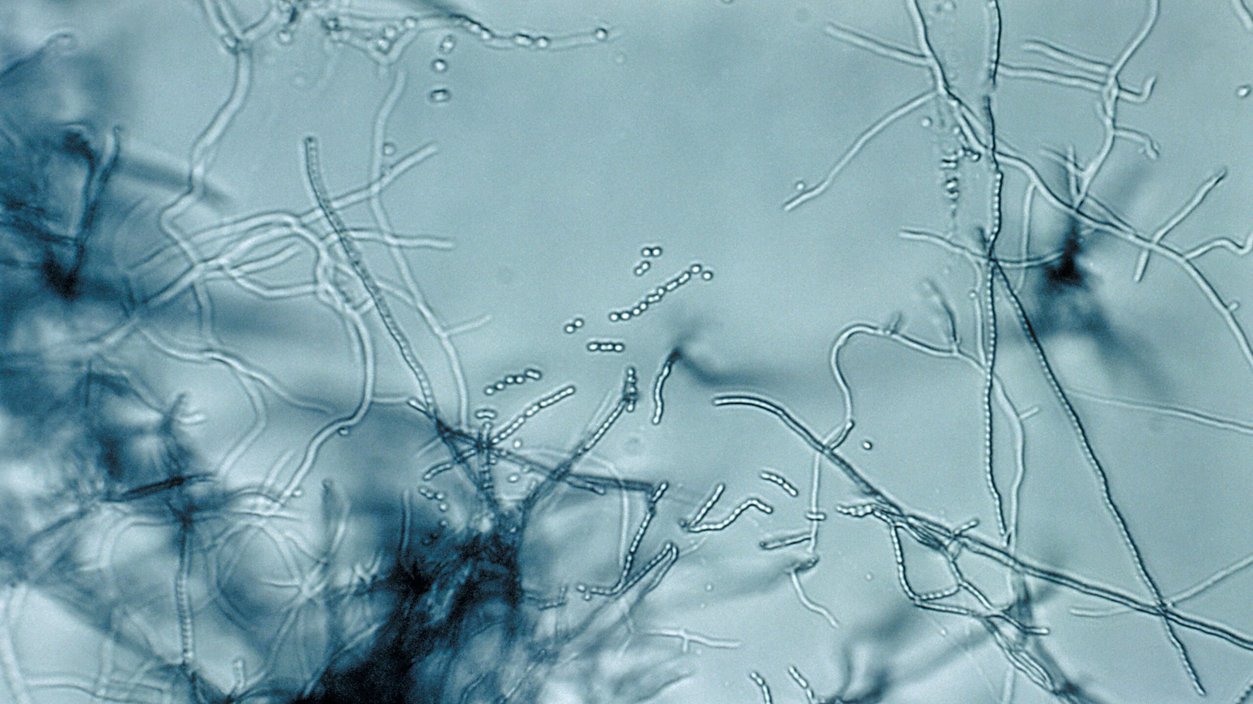 Findings on antibiotic "megacluster" offer a new approach to combat superbugs