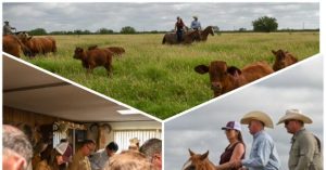 First Calf in Texas with Screwworm Infection Makes Full Recovery