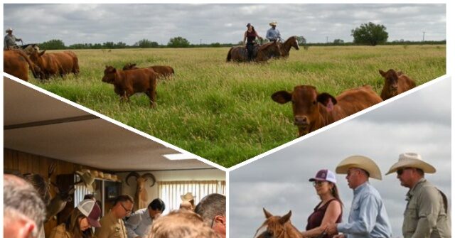 First Calf in Texas with Screwworm Infection Makes Full Recovery
