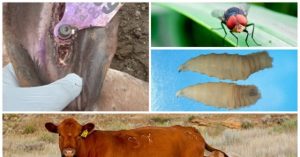 Flesh-Eating Screwworm Discovered in Texas, Infected Calf Found Near Border