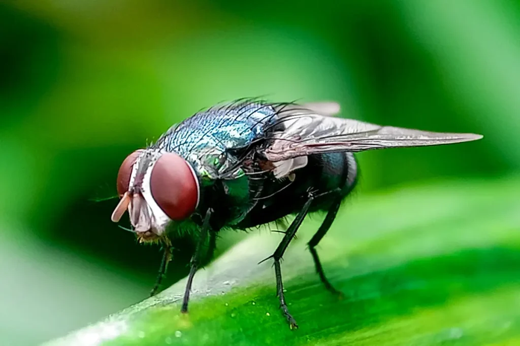 Flesh-eating New World screwworm case found in Texas