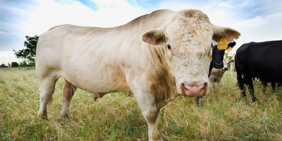 Flesh-eating parasite discovered in Texas cattle raises USDA's concerns