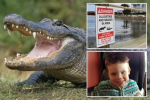 Florida Disney World has removed over 400 alligators since the death of a toddler in 2016.
