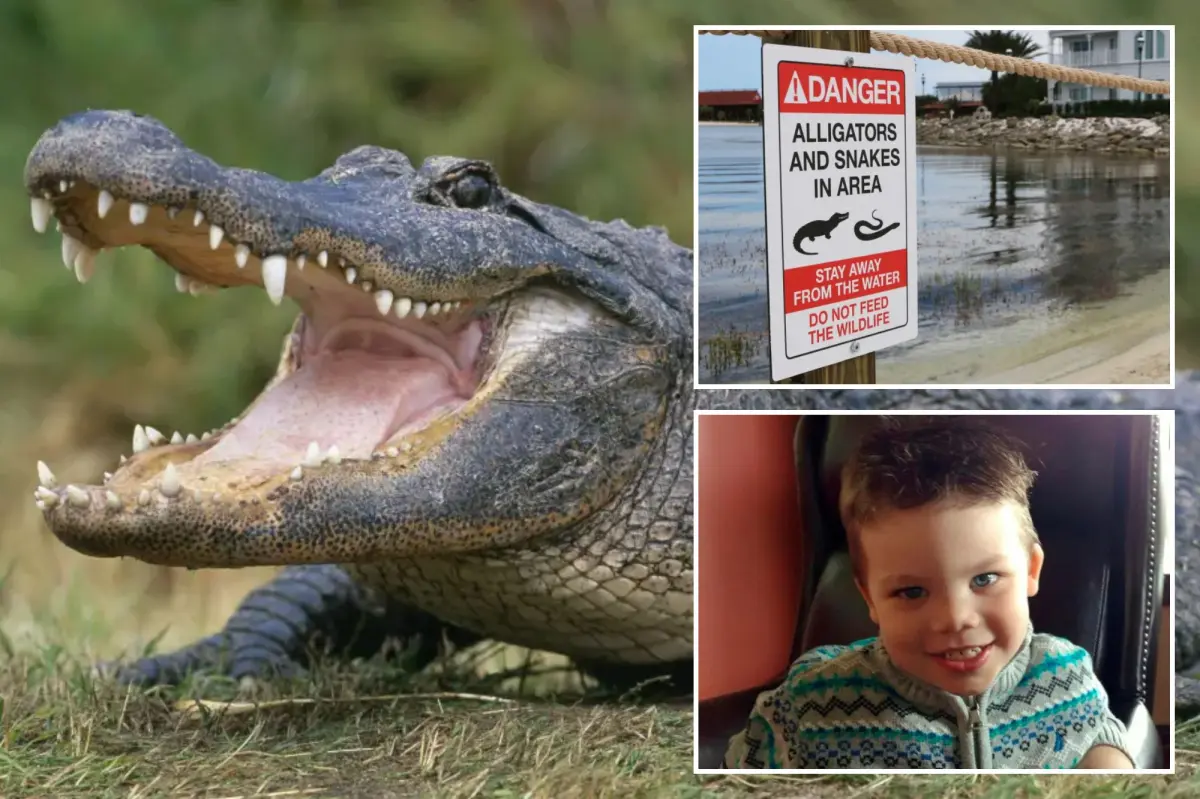 Florida Disney World has removed over 400 alligators since the death of a toddler in 2016.