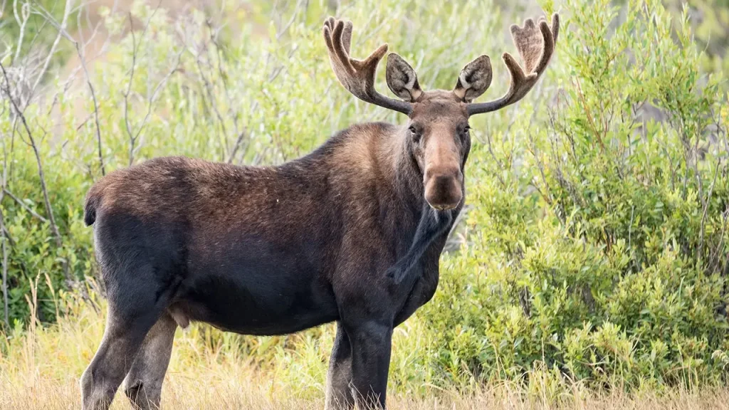Footage shows a moose crashing into a car while pursuing dogs in the wild.