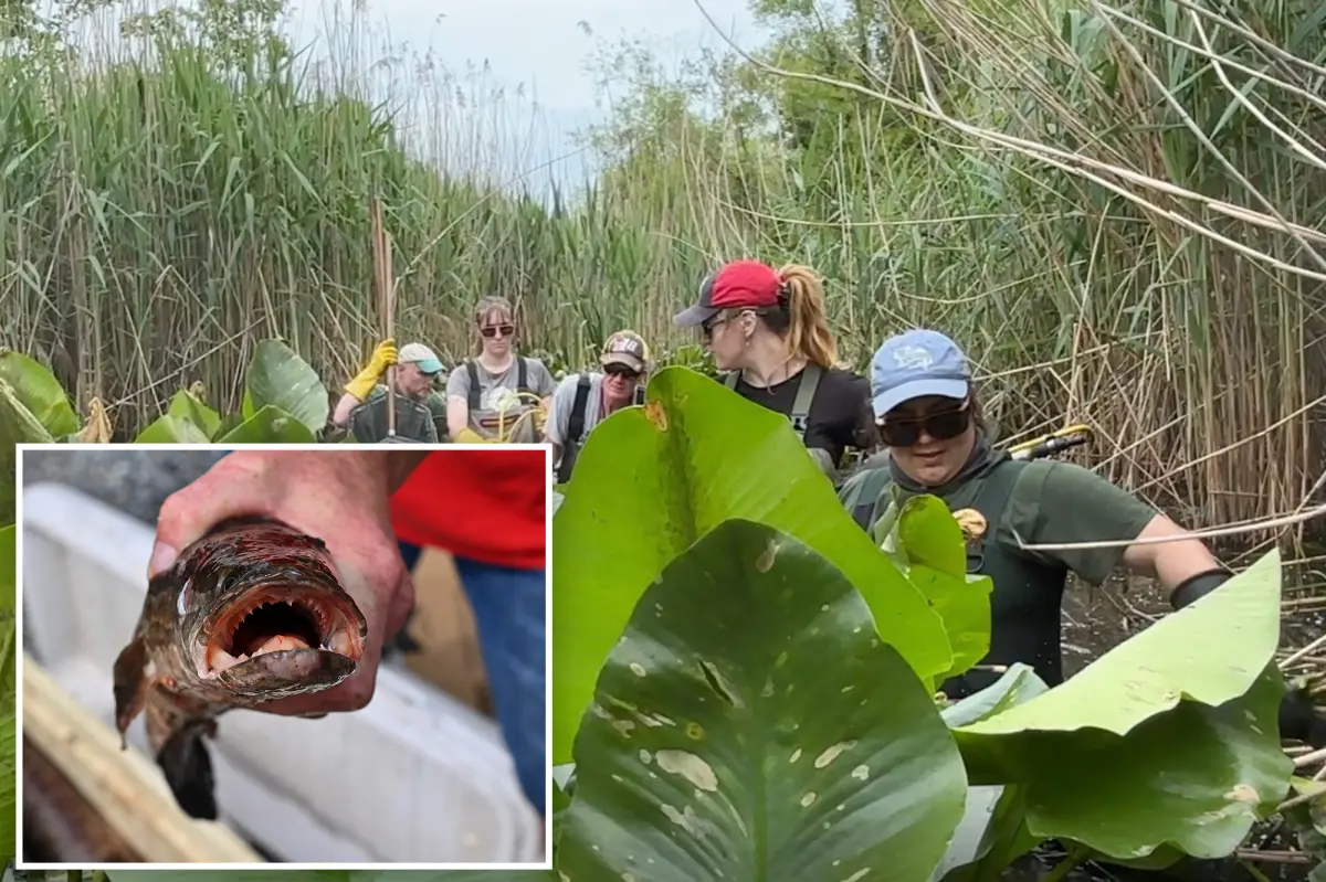 'Frankenfish' that can move on land discovered on Long Island for the first time