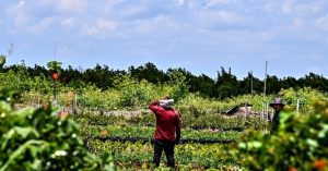 GOP Agriculture Chair Aims to Increase Foreign Visa Worker Access to U.S. Farms