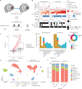 Genetic and cell-state alterations gained during the advancement of IDH-mutant glioma