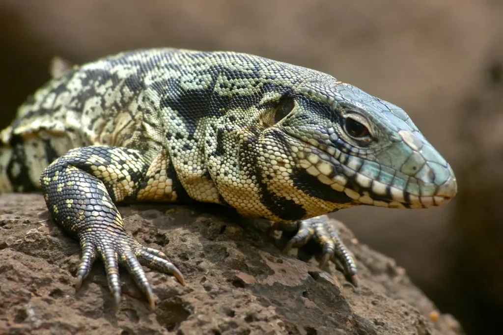 Georgia officials advise residents to eliminate large, harmful tegu lizards that are spreading disease.
