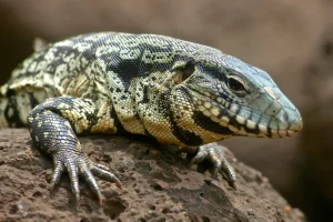 Georgia officials advise residents to eliminate large, harmful tegu lizards that are spreading disease.