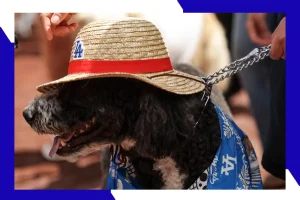 Get discounted tickets for the Dodgers' One Piece Night
