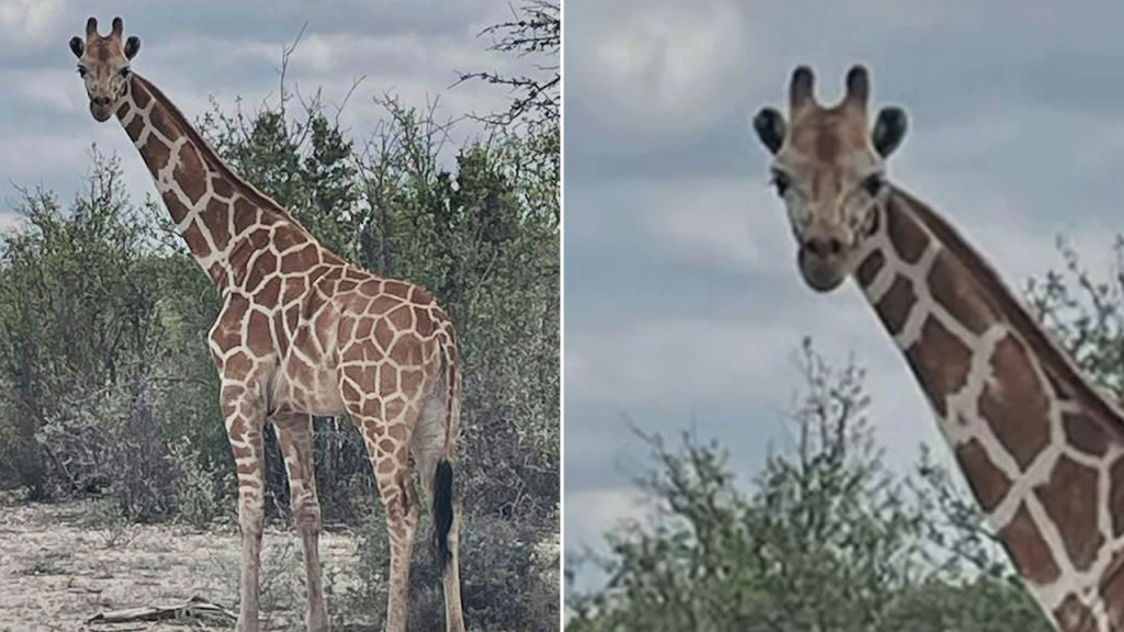 Giraffe on the run in Texas for two weeks located by helicopter