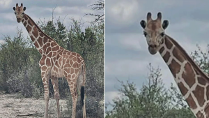 Giraffe on the run in Texas for two weeks located by helicopter