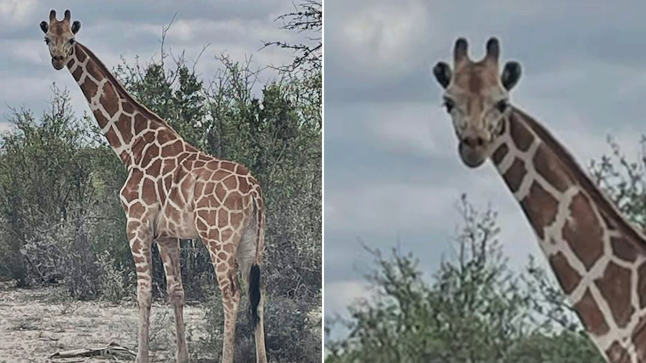 Giraffe on the run in Texas for two weeks located by helicopter