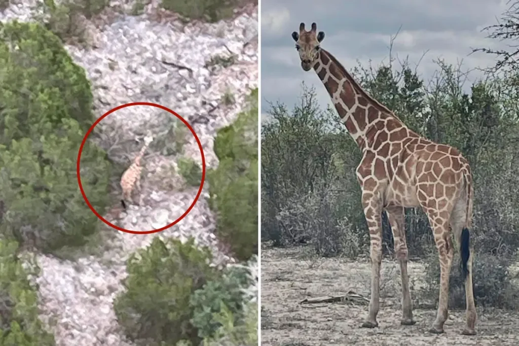 Giraffe that escaped spotted far from home