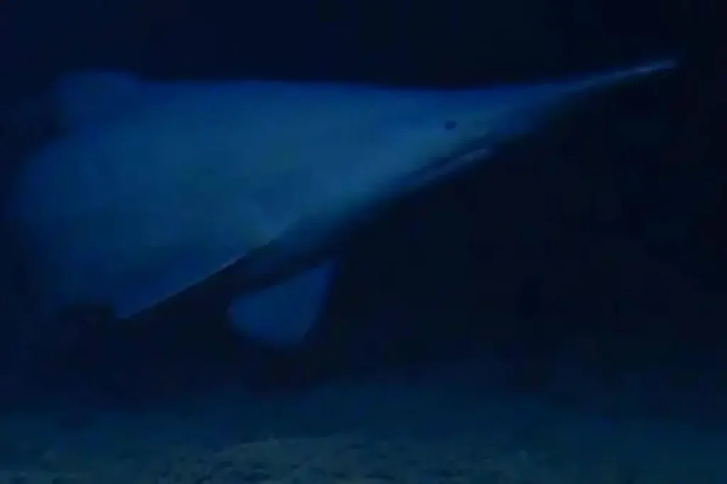 Goblin shark seen in Tonga Trench, first observation in its natural environment