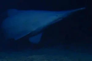 Goblin shark seen in Tonga Trench, first observation in its natural environment