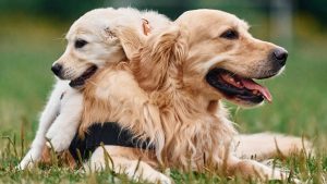 Golden Retriever Puppies Comically Take Their Mom on a Walk
