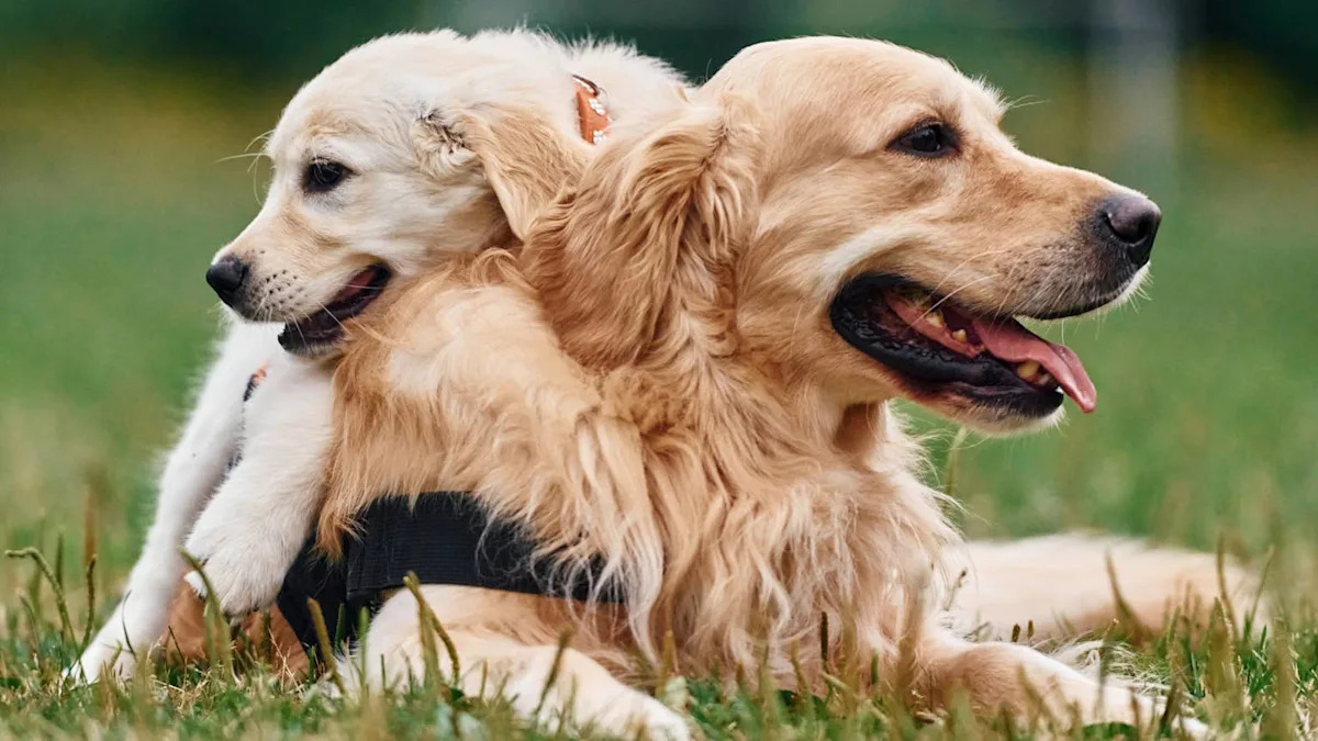 Golden Retriever Puppies Comically Take Their Mom on a Walk