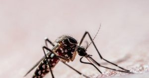 Google Pursues Government Approval to Release 32 Million Sterile Mosquitoes in California and Florida