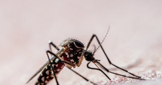 Google Pursues Government Approval to Release 32 Million Sterile Mosquitoes in California and Florida