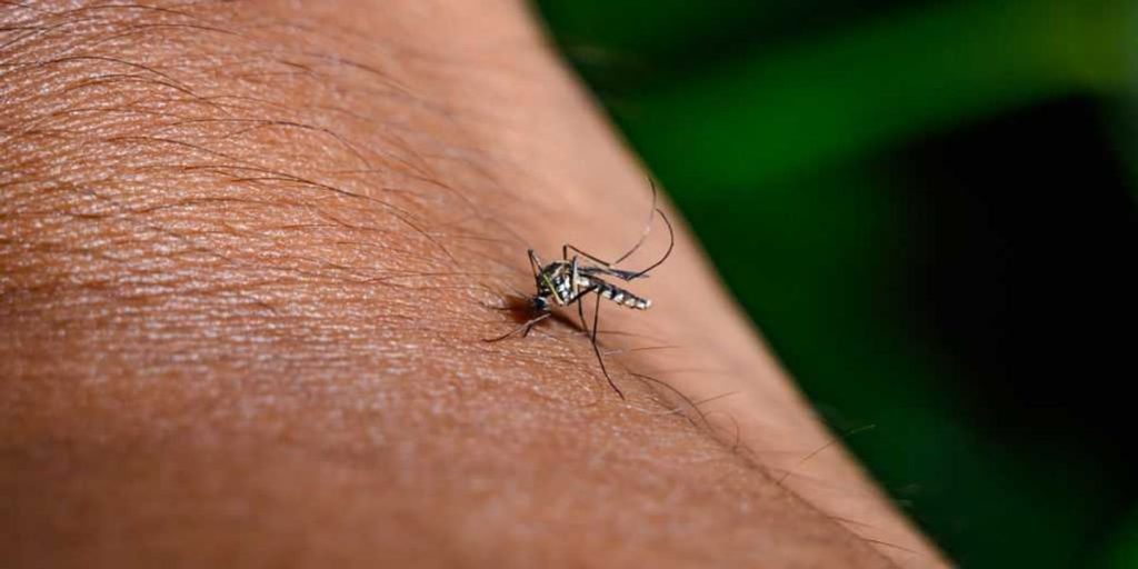 Google intends to introduce millions of altered mosquitoes in these 3 states.