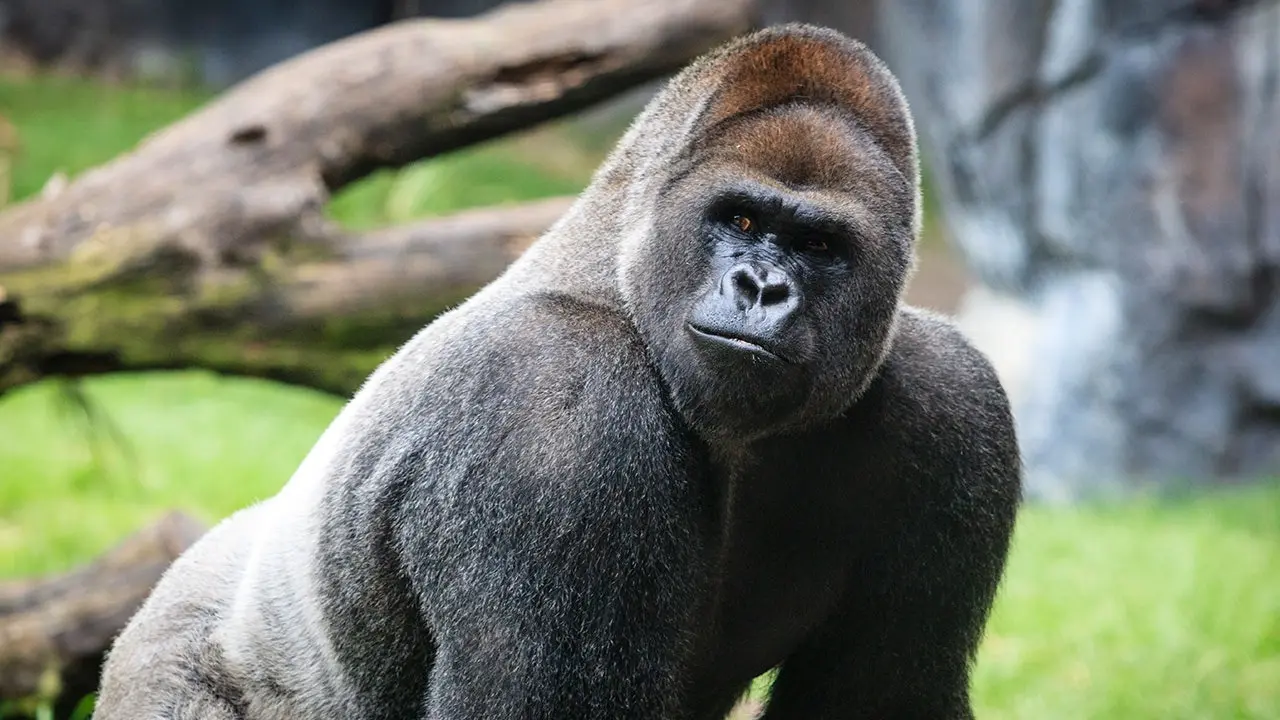 Gorilla gains attention for appearing to reflect on life decisions following an argument with his female companion.