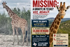 Gracie the giraffe disappears from Texas ranch, owners announce $5,000 reward