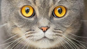 Having Cats May Be Associated with a Higher Risk of Schizophrenia, Study Indicates
