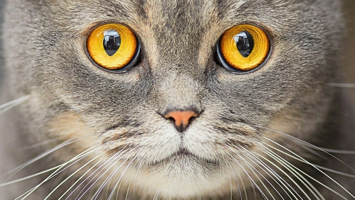 Having Cats May Be Associated with a Higher Risk of Schizophrenia, Study Indicates