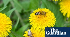 Honeybees create special 'baby food' for larvae to ensure a balanced diet, research indicates.